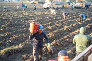 Farm worker jobs in Canada 