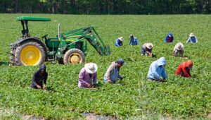 Farm Worker Jobs in Canada with Visa Sponsorship – How to Apply and Secure